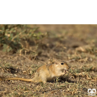 گونه جربیل هندی Indian Gerbil